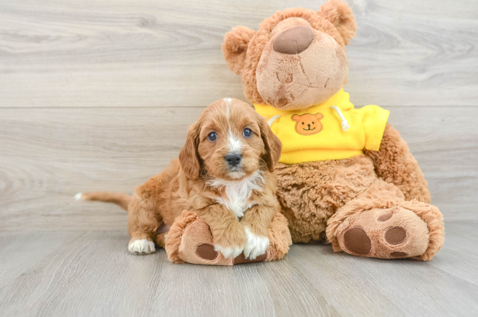 7 week old Cavapoo Puppy For Sale - Puppy Love PR