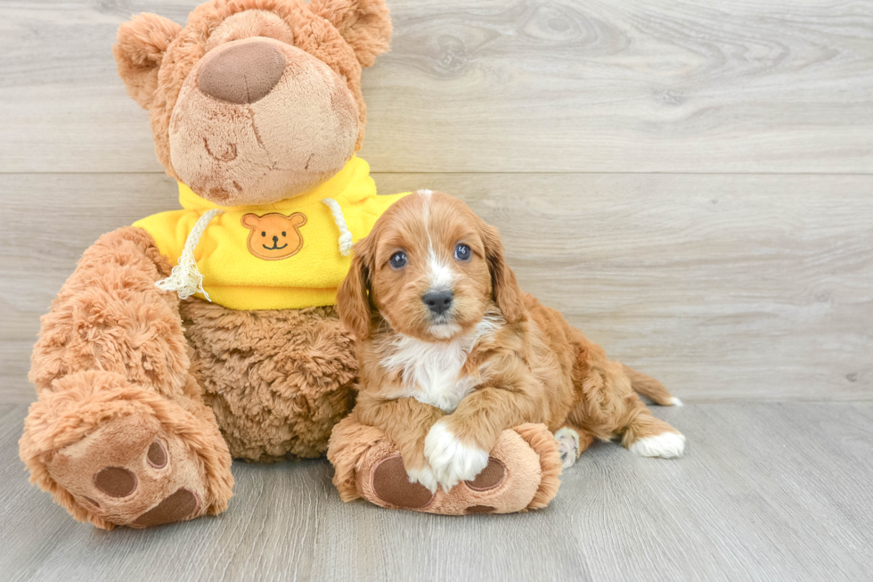 Petite Cavapoo Poodle Mix Pup