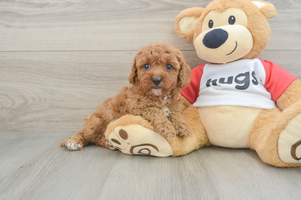 7 week old Cavapoo Puppy For Sale - Puppy Love PR