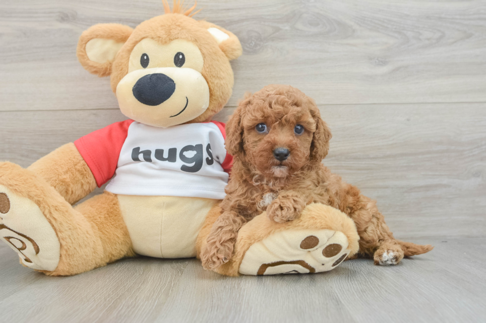 Cavapoo Pup Being Cute