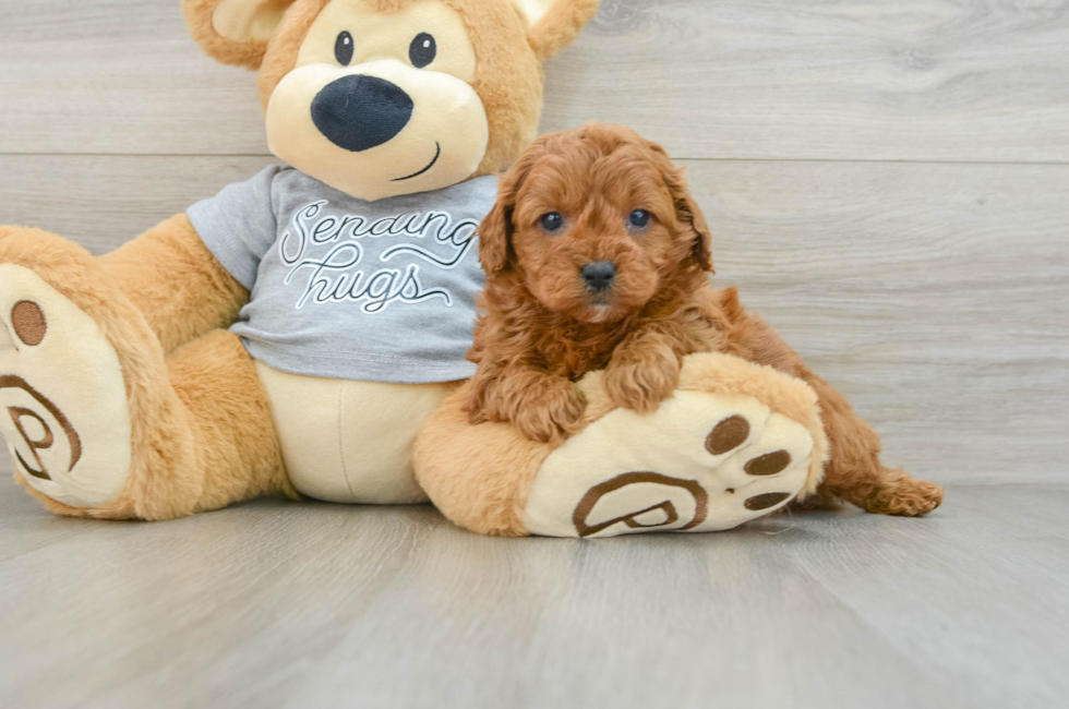 6 week old Cavapoo Puppy For Sale - Puppy Love PR