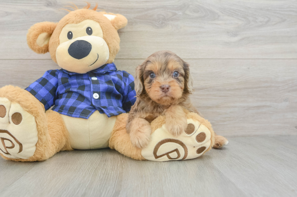 5 week old Cavapoo Puppy For Sale - Puppy Love PR