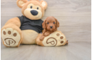 Cavapoo Puppy for Adoption