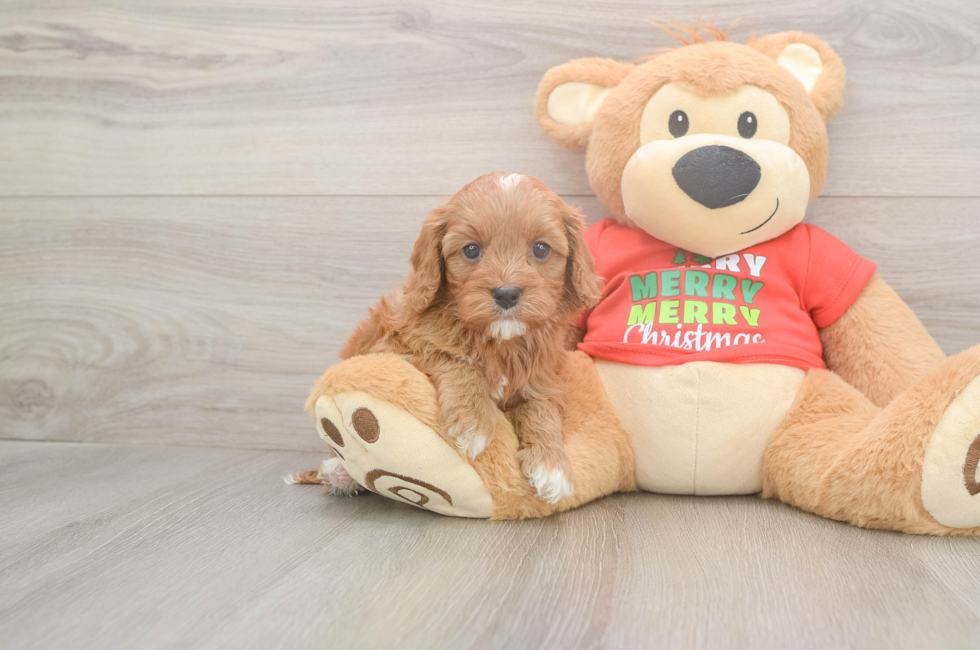 5 week old Cavapoo Puppy For Sale - Puppy Love PR