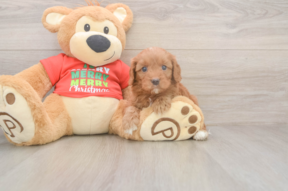 5 week old Cavapoo Puppy For Sale - Puppy Love PR