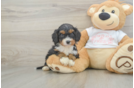 Cavapoo Puppy for Adoption