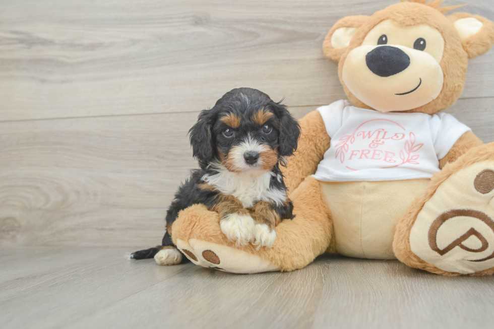 Cavapoo Puppy for Adoption