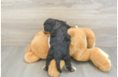 Popular Cavapoo Poodle Mix Pup
