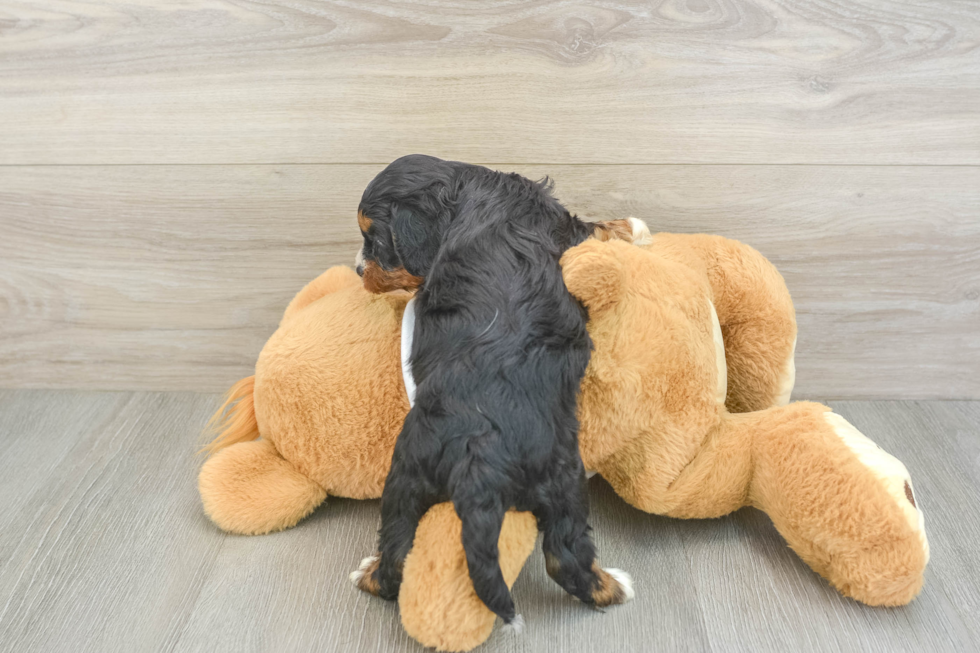 Popular Cavapoo Poodle Mix Pup