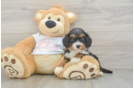 Small Cavapoo Baby