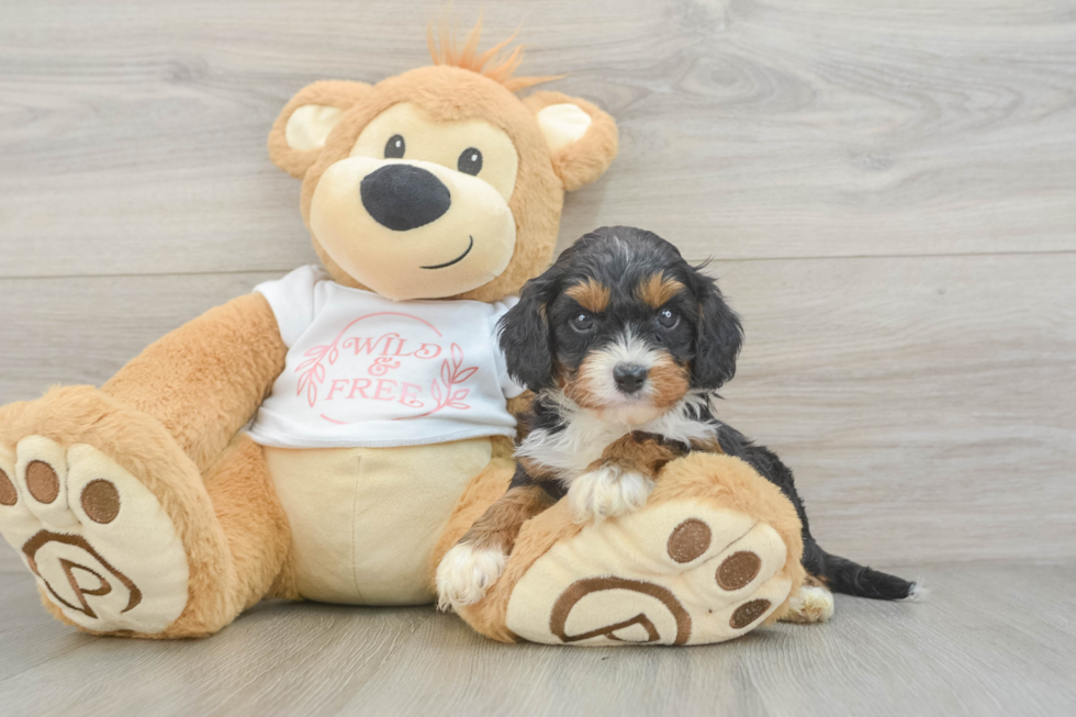 Small Cavapoo Baby