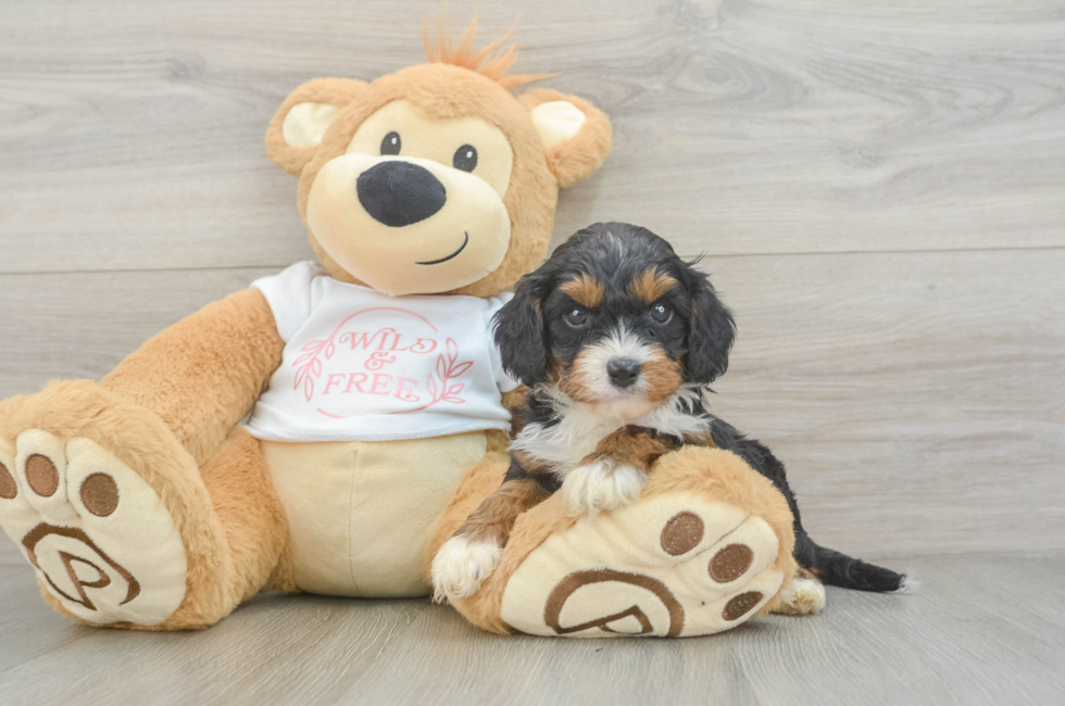 5 week old Cavapoo Puppy For Sale - Puppy Love PR