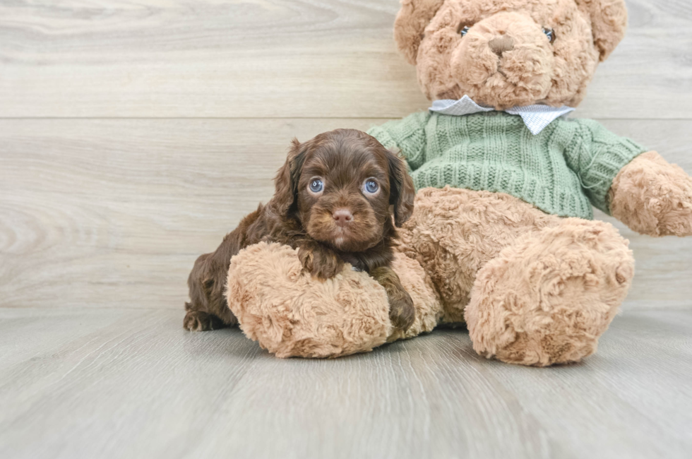 6 week old Cavapoo Puppy For Sale - Puppy Love PR