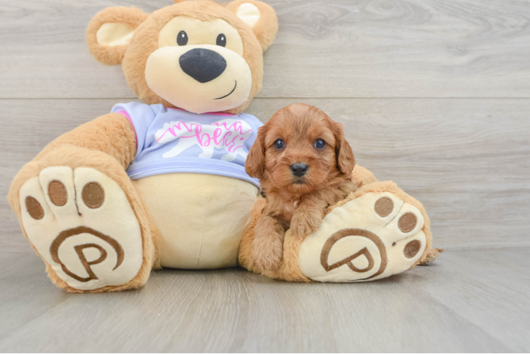 Friendly Cavapoo Baby