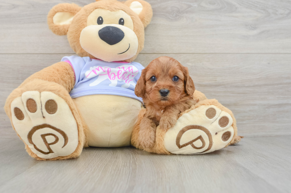 5 week old Cavapoo Puppy For Sale - Puppy Love PR