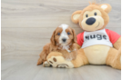 Playful Cavapoodle Poodle Mix Puppy