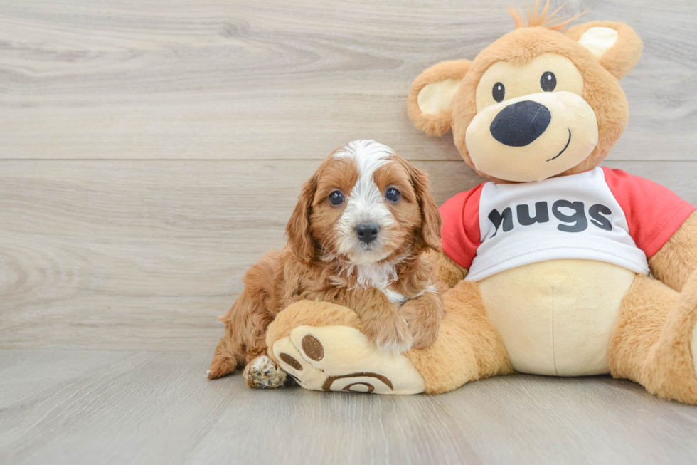 Playful Cavapoodle Poodle Mix Puppy