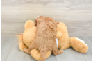 Cavapoo Pup Being Cute