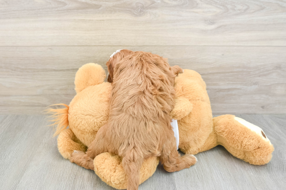Cavapoo Pup Being Cute