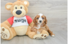Sweet Cavapoo Baby