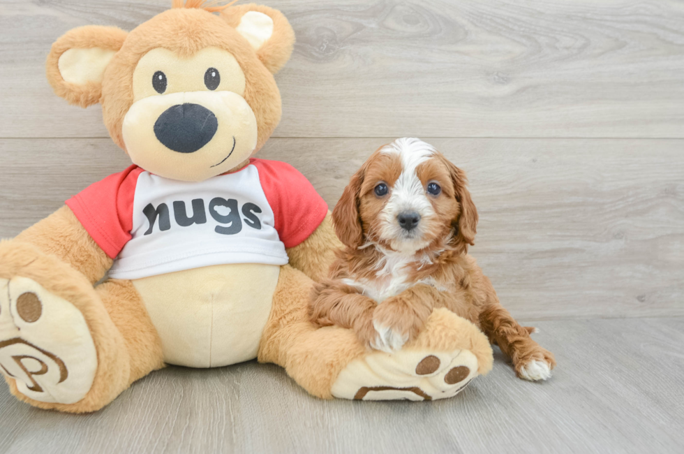 7 week old Cavapoo Puppy For Sale - Puppy Love PR