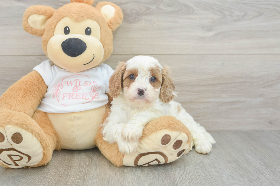 5 week old Cavapoo Puppy For Sale - Puppy Love PR