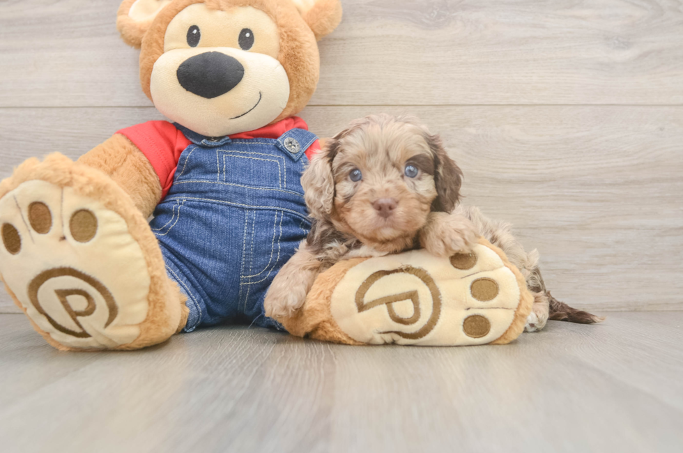 5 week old Cavapoo Puppy For Sale - Puppy Love PR