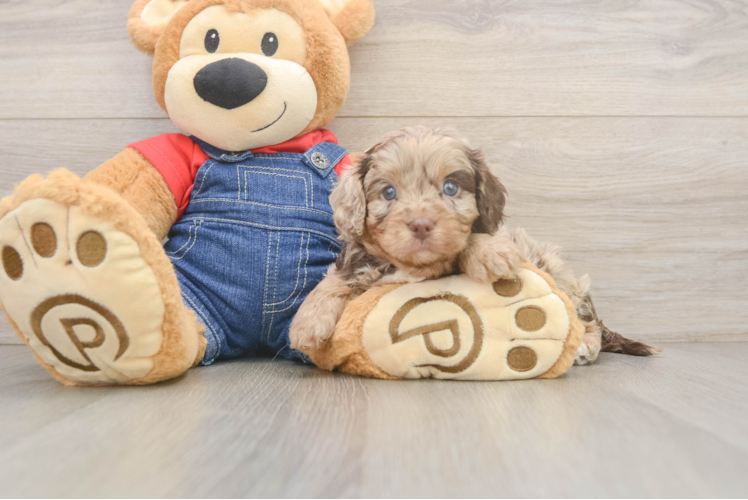 Meet Nicholson - our Cavapoo Puppy Photo 1/3 - Puppy Love PR Little Cavipoo Poodle Mix Puppy
