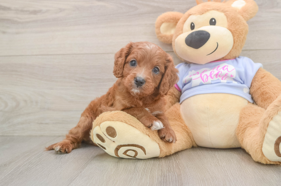 6 week old Cavapoo Puppy For Sale - Puppy Love PR
