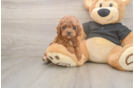 Hypoallergenic Cavadoodle Poodle Mix Puppy