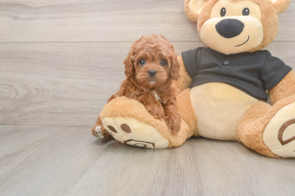 Hypoallergenic Cavadoodle Poodle Mix Puppy