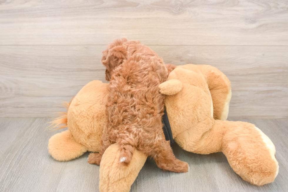 Smart Cavapoo Poodle Mix Pup