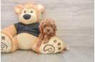 Happy Cavapoo Baby