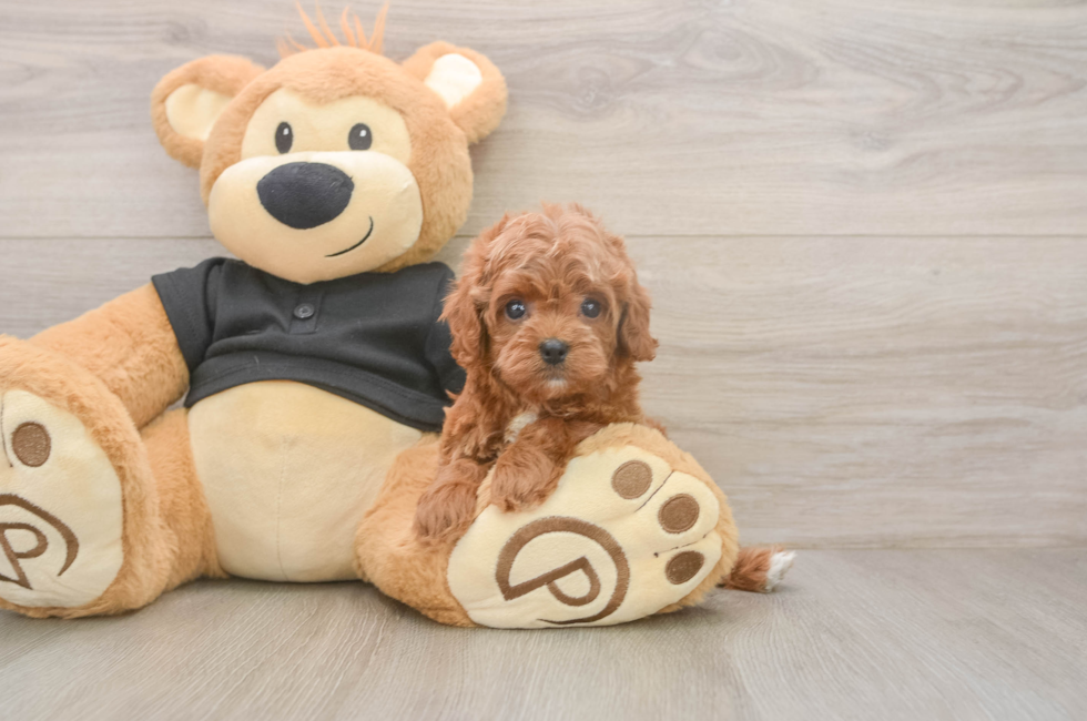 5 week old Cavapoo Puppy For Sale - Puppy Love PR