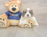 8 week old Cavapoo Puppy For Sale - Puppy Love PR