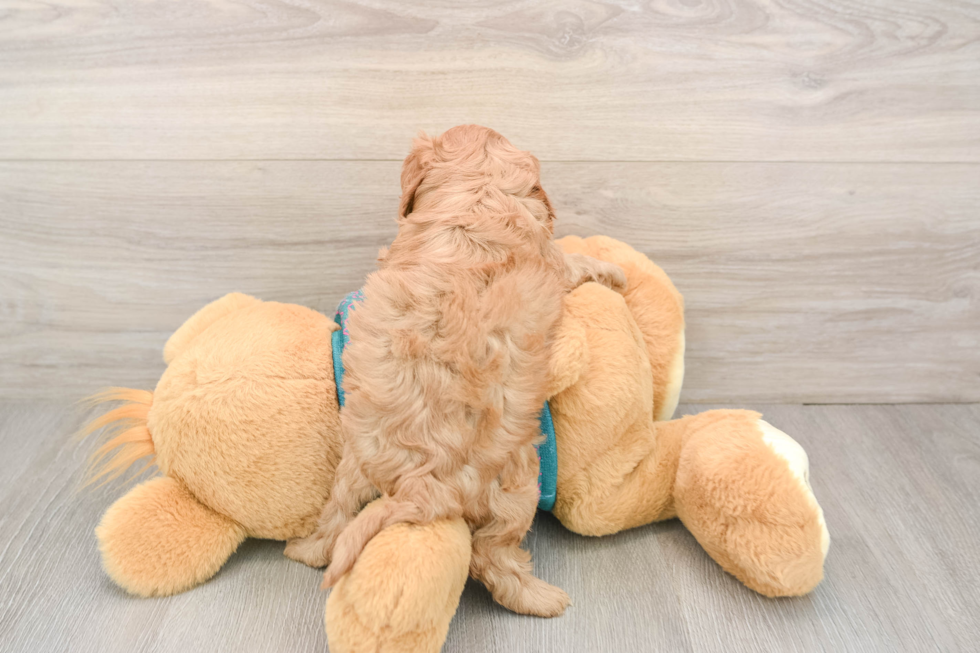 Cavapoo Pup Being Cute