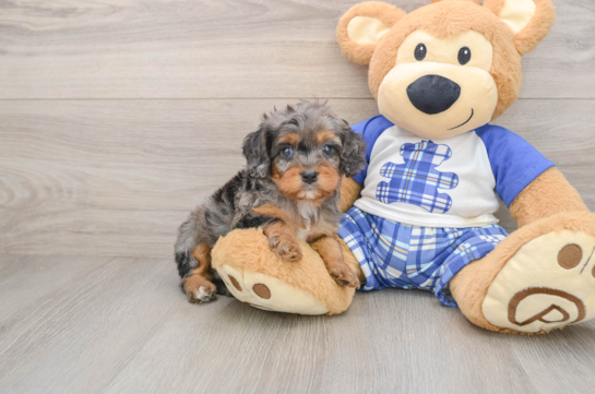 Cavapoo Pup Being Cute