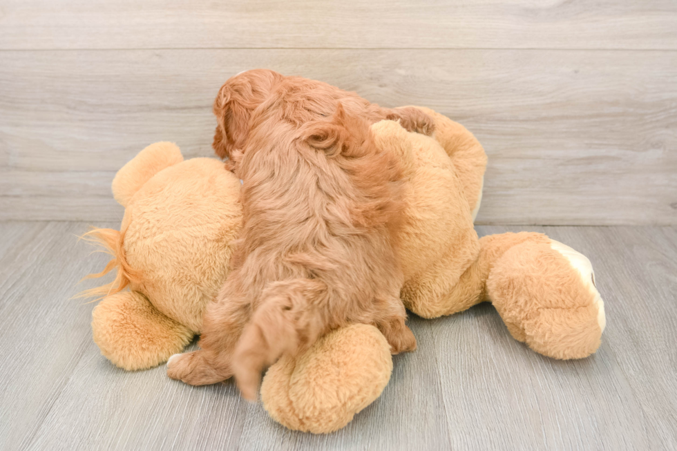 Cavapoo Puppy for Adoption