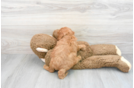 Cavapoo Puppy for Adoption