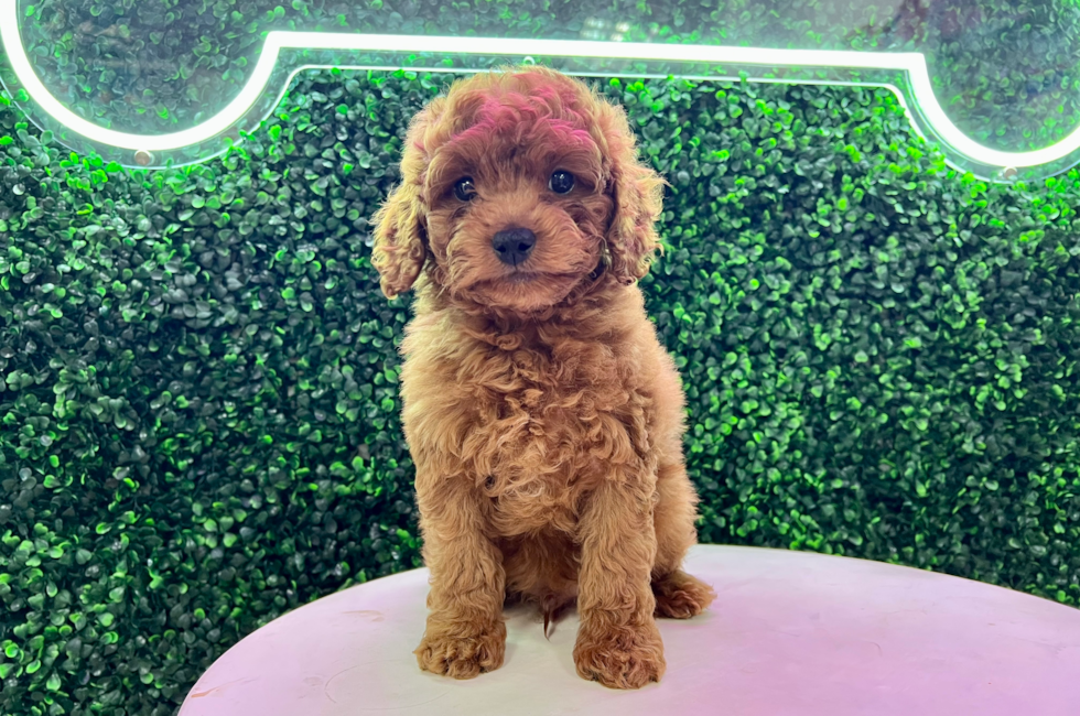 10 week old Cavapoo Puppy For Sale - Puppy Love PR