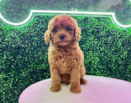12 week old Cavapoo Puppy For Sale - Puppy Love PR