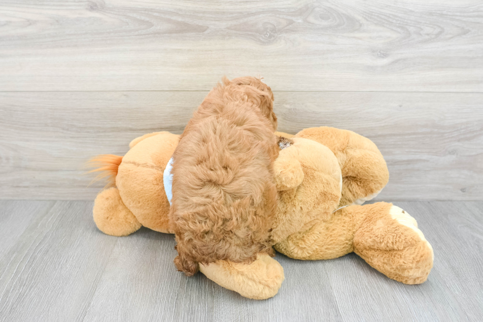 Adorable Cavoodle Poodle Mix Puppy