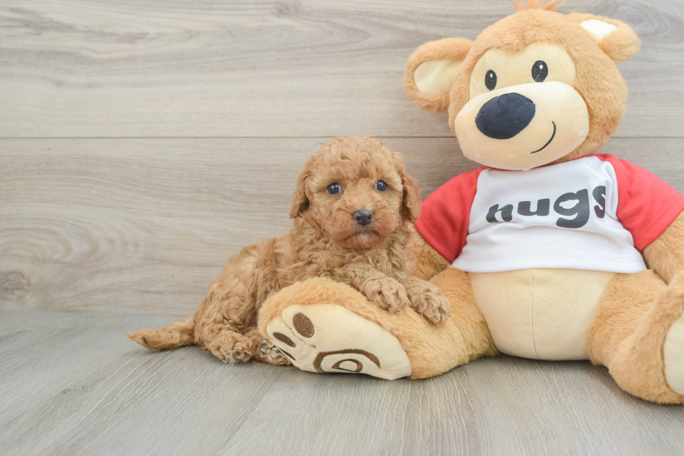 Energetic Cavoodle Poodle Mix Puppy