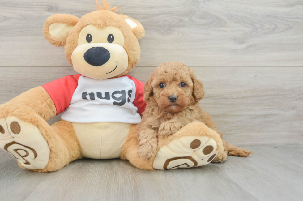 7 week old Cavapoo Puppy For Sale - Puppy Love PR