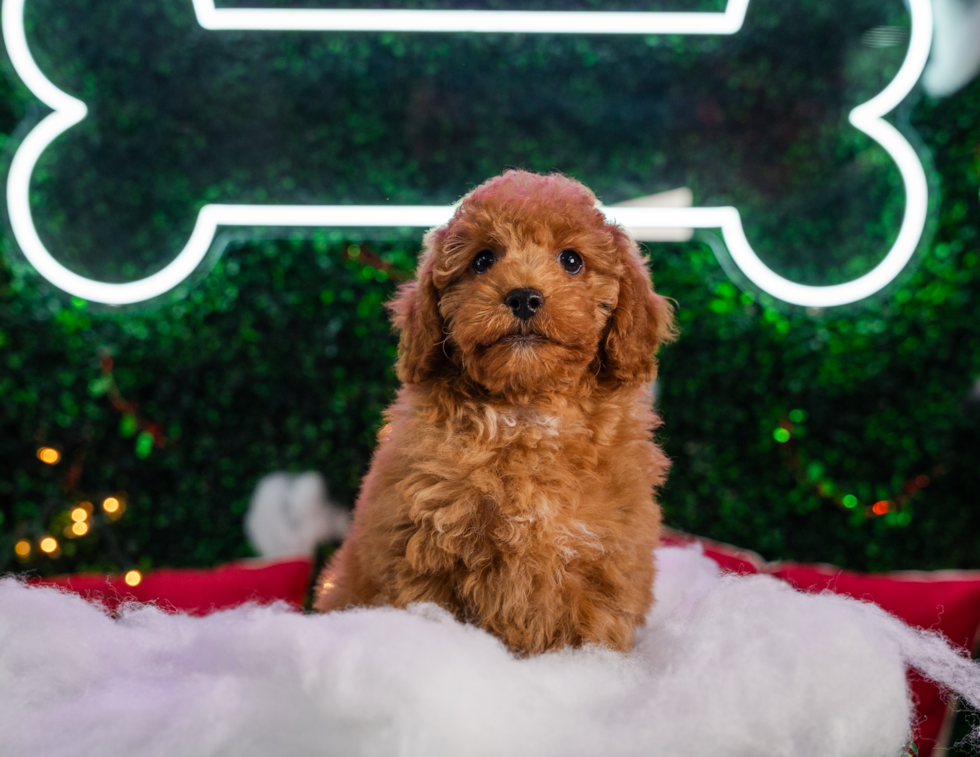 Cute Cavalier King Charles Spaniel and Poodle Mix Poodle Mix Puppy