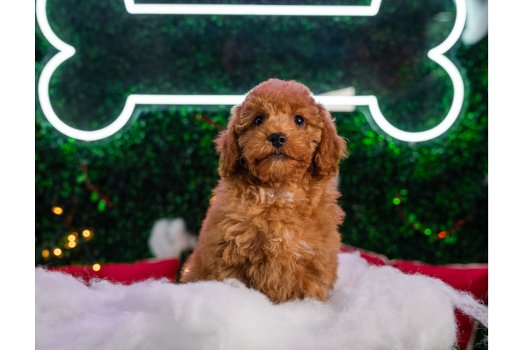 Meet Niles - our Cavapoo Puppy Photo 1/4 - Puppy Love PR Cute Cavalier King Charles Spaniel and Poodle Mix Poodle Mix Puppy