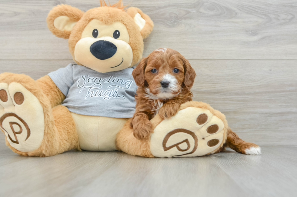 6 week old Cavapoo Puppy For Sale - Puppy Love PR