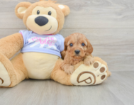 10 week old Cavapoo Puppy For Sale - Puppy Love PR