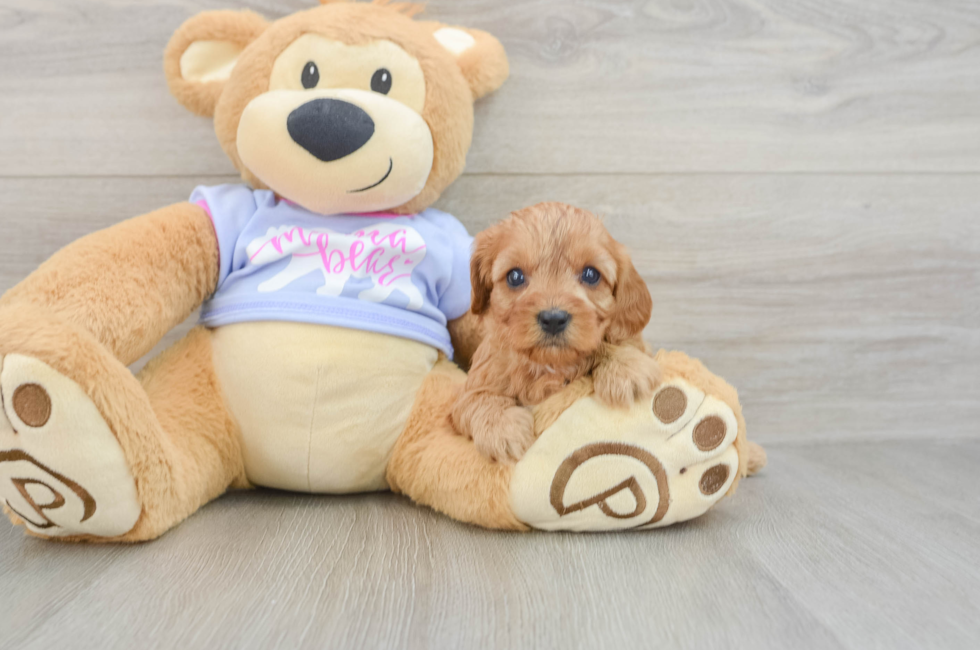 7 week old Cavapoo Puppy For Sale - Puppy Love PR