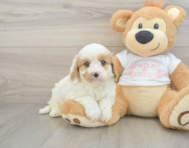 9 week old Cavapoo Puppy For Sale - Puppy Love PR